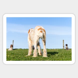 Italian Spinone dog training in progress Sticker